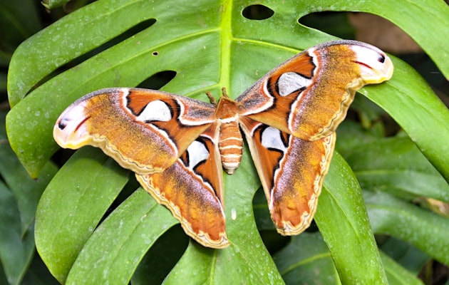 Kom een kijkje nemen in de vlinderjungle bij Vlinders aan de Vliet!